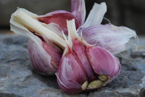 aglio-di-sulmona