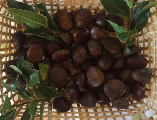 Proprietà e benefici delle castagne